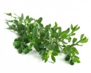 Rdest ptasi 0,5 kg - EQUIHERBS 