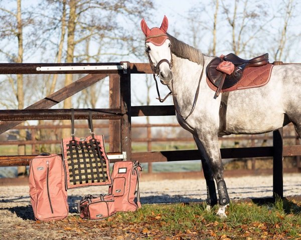 Potnik wszechstronny PHEONIX AW 22/23 - QHP