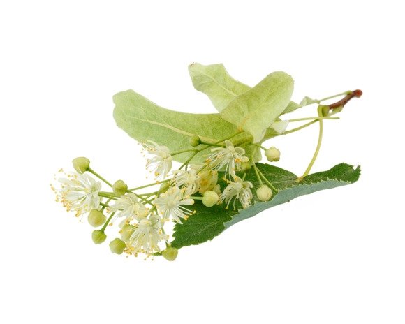 Lipa kwiat i liść 0.5kg - EQUIHERBS