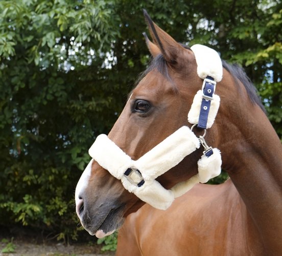 Kantar Teddy - EQUITHEME