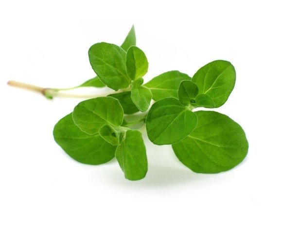 Majeranek 1 kg - EQUIHERBS 