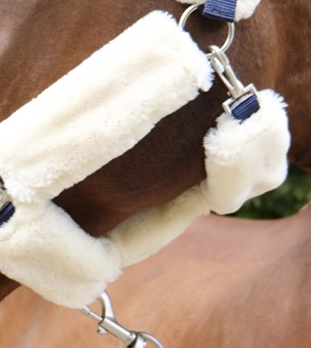 Kantar Teddy - EQUITHEME