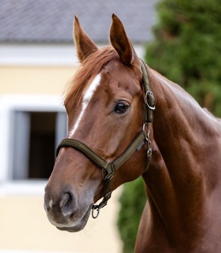 Kantar ATHLETIC - Waldhausen