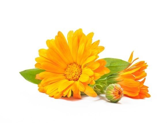 Nagietek - kwiat 2.5 kg - EQUIHERBS 