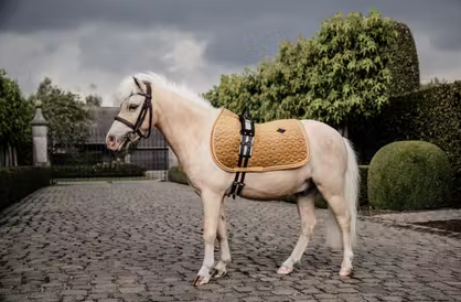 Potnik Velvet - Kentucky - mustard