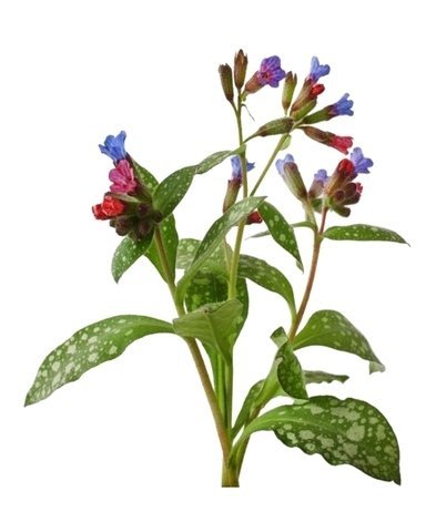 Miodunka 0,5 kg - EQUIHERBS