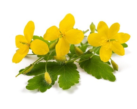 Glistnik jaskółcze ziele 0,5 kg - EQUIHERBS 