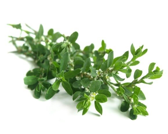 Rdest ptasi 1 kg - EQUIHERBS 