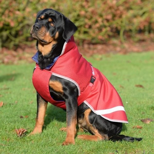 Derka dla psa 50g FREEDOM - Bucas - chili red