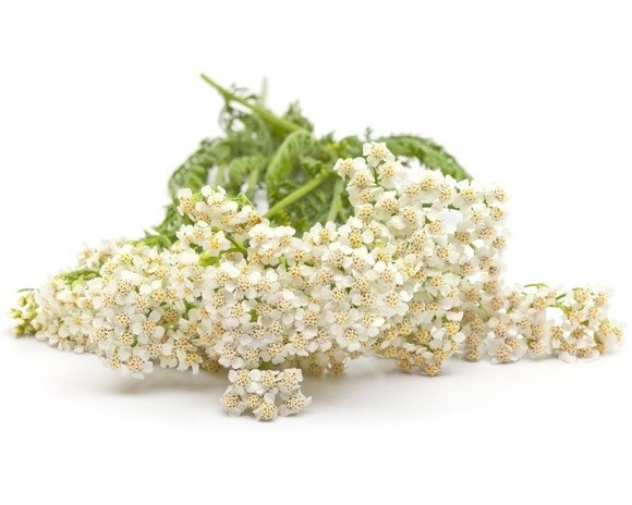 Krwawnik pospolity 3 kg - EQUIHERBS 