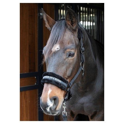  Kantar Lyrics Quotes - Harry's Horse