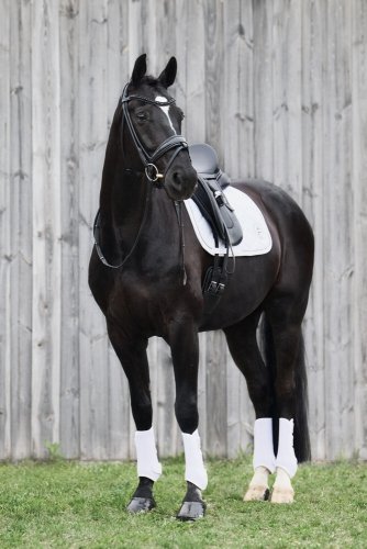 Ochraniacze tył PRO DRESSAGE HIND Platinum 2024 - Eskadron - white 