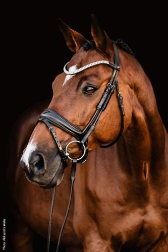 Ogłowie ISABELL WERTH Johnny - Schockemohle