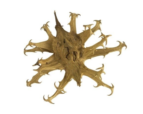 Czarci pazur 1kg - EQUIHERBS 