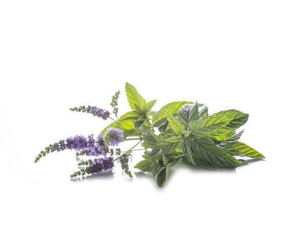 Mięta pieprzowa 3 kg - EQUIHERBS 