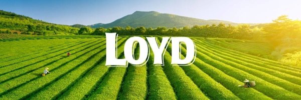 Ekspresowa Certyfikowana Herbata Zielona Cytryna Green Tea Lemon 20T LOYD