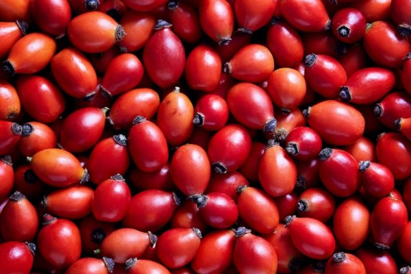 Herbata Dzika Róża Owocowa Hibiskus Jabłko Ekspresowa 20T. Babcia Jagoda