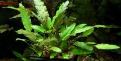 Cryptocoryne Wendtii Green Kubek 10cm In vitro