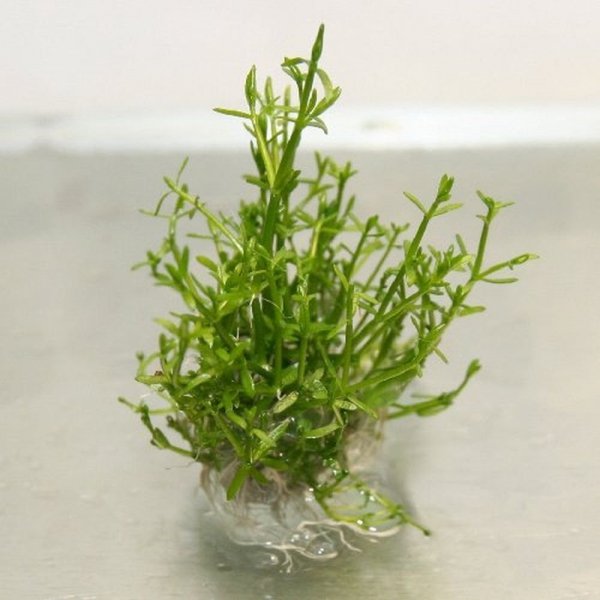 Crassula Helmsii Porcja 10 sadzonek In vitro Piękna