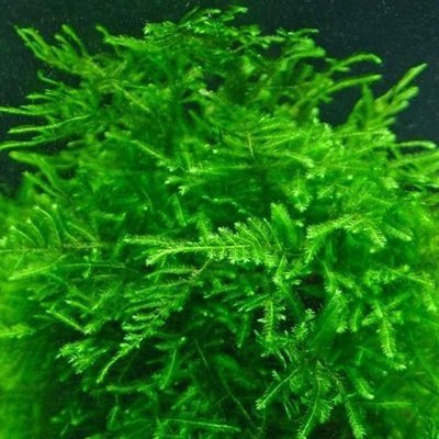 Mech China Moss Kubek 10cm In Vitro Piękny