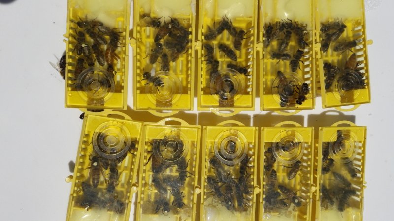 Matka pszczela przezimowana, unasienniona Buckfast