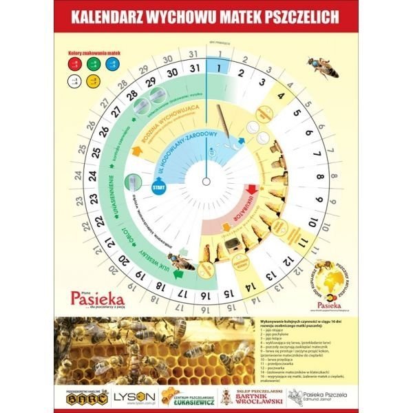 Kalendarz do wychowu matek pszczelich (1szt)