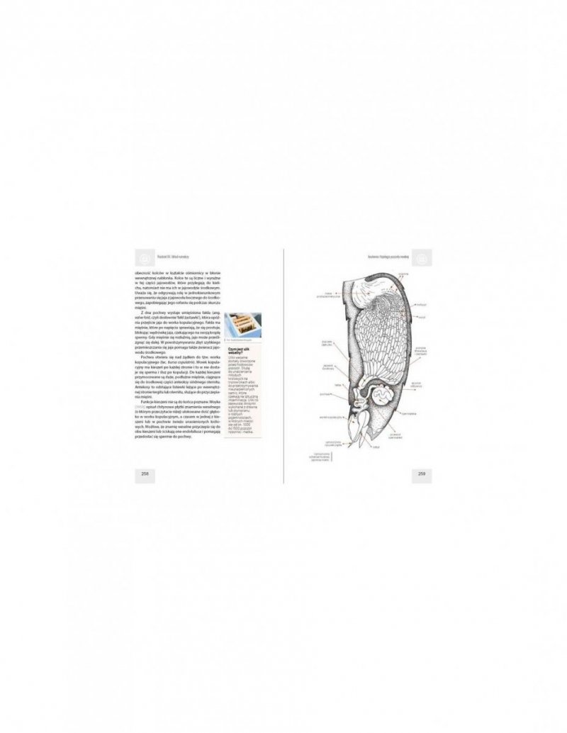 Anatomia i fizjologia pszczoły miodnej (A. Strachecka, M. Walerowicz)