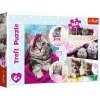 Puzzle 160 Urocze kotki Trefl 15371