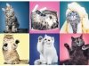 Koty Puzzle Kociaki 500 el Kotki Trefl 37377