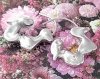 Золотые серьги из нержавеющей стали