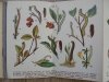 A. Kreczmar • Gąsienice: atlasik zawierający 121 rycin kolorowych na 12 tablicach