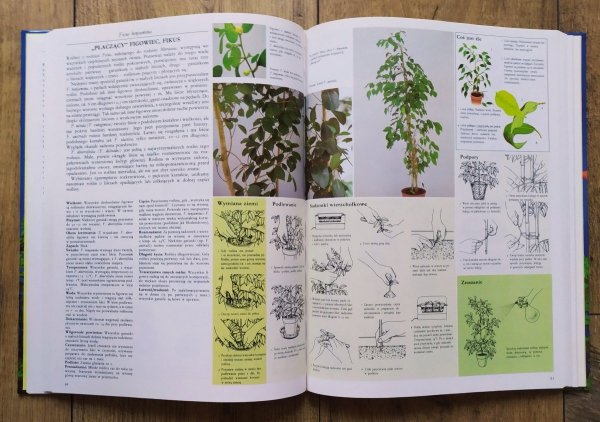 David Longman Pielęgnowanie roślin pokojowych