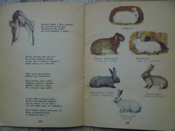 Elementarz o królikach [1943]