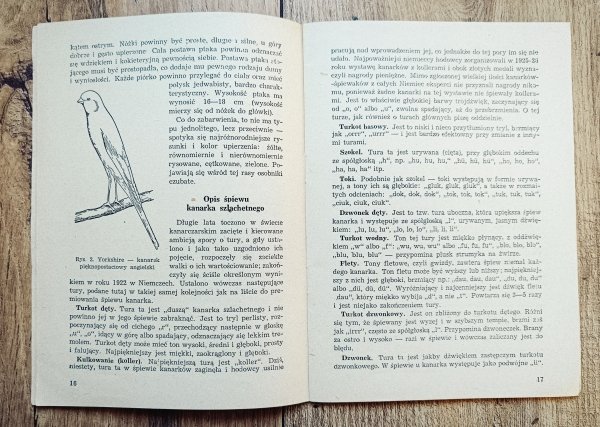 Władysław Świeży Kanarek i sposób jego hodowania