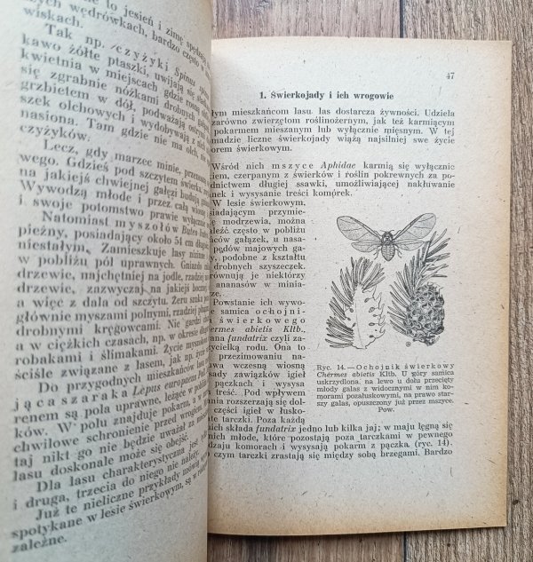 Adam Dziurzyński W borze świerkowym / 1946