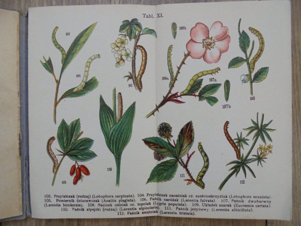 A. Kreczmar • Gąsienice: atlasik zawierający 121 rycin kolorowych na 12 tablicach