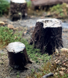 FREON PL1 Pieńki niemalowane / Unpainted trunks