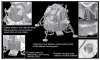 Dragon 11015 Apollo 17 The Last J-Mission CSM + LM + Lunar Rover 1/72