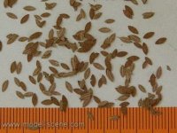 Model Scene L3-105 Universal leaves extra autumn 1/35