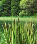 Model Scene VG3-008 Bulrush 1/32, 1/35