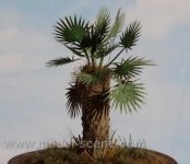 Model Scene VG3-012 Palm leaves - type II green 1/35