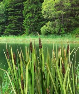 Model Scene VG3-008 Bulrush 1/32, 1/35