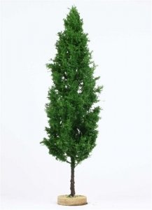 FREON TOP2 Poplar - Topola 14/16cm