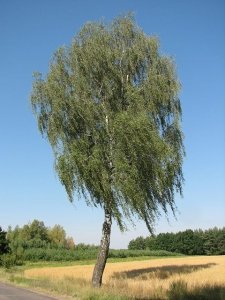 FREON BR2 Birch - Brzoza 14/16cm