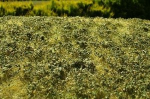 Model Scene F503S Low bushes - Late summer MINIPACK 1/35