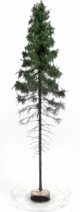 FREON SGPW1 Mountain Spruce  - Świerk Górski wysokopienny - wysokość 28-30 cm