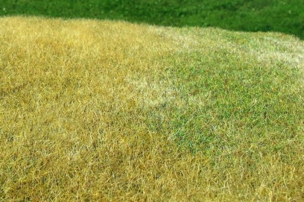 Model Scene F023 Meadow - High-grown, Late summer