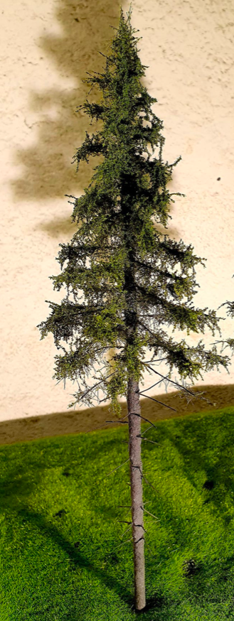 FREON SG1 Mountain Spruce  - Świerk Wysokogórski Większy 26/28 cm 3 sztuki