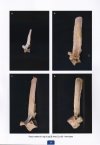 Osteology Practice guide Part 1