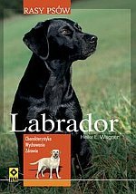 Labrador rasy psów